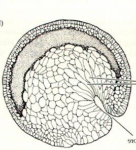 FORMAZIONE DEL BLASTOPORO Con l invaginazione delle cellule a bottiglia si