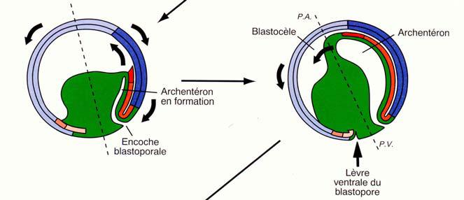 ARCHENTERON (Xenopus) L invaginazione porta alla formazione dell archenteron La cavità