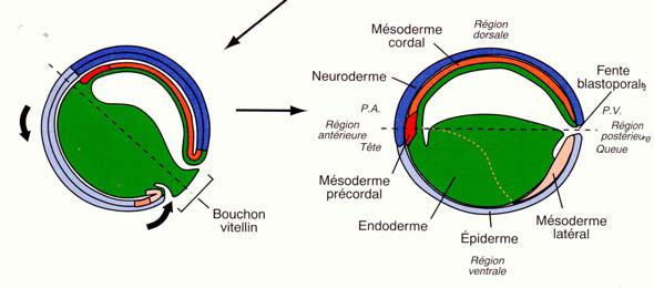 GASTRULAZIONE (fasi successive) Il solco blastoporale si espande ulteriormente, con la formazione del labbro ventrale