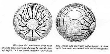 MOVIMENTI DELLA GASTRULAZIONE Secrezione da parte dell ectoderma di