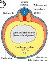 NEGLI ANFIBI ALLA FINE DELLA GASTRULAZIONE ABBIAMO UNA SFERA FORMATA DA 3 STRATI UNO STRATO ESTERNO, CHE AVVOLGE L EMBRIONE, L ECTODERMA, CHE