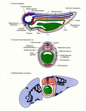 BOTTONE CAUDALE o ABBOZZO DELLA CODA Formazione delle tre vescicole cerebrali primarie (prosencefalo, mesencefalo, rombencefalo) Suddivisione del prosencefalo in telencefalo