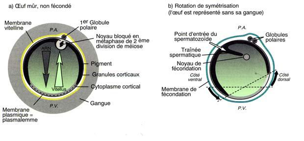 UOVO FECONDATO (sezione longitudinale) In seguito alla rotazione corticale si definisce la simmetria dorso/ventrale