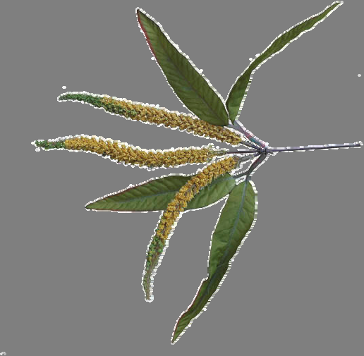 Macilenta Aurea Magistra Solaris Descrizione: Pianta che presenta dei fiori gialli allungati a spiga