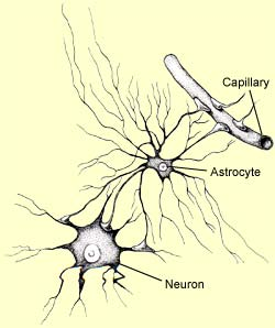 Astrociti Macroglia Cellule a forma stellata, con processi indirizzati verso le