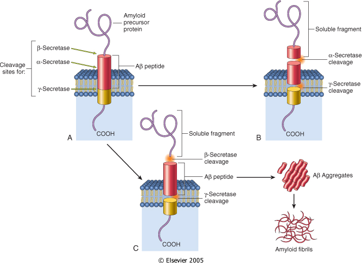 Produzione dell amiloide nel morbo di Alzheimer. La proteina transmembrana precursore dell amiloide (APP) ha siti di taglio per tre diversi enzimi (α-, β- e γ- secretasi).