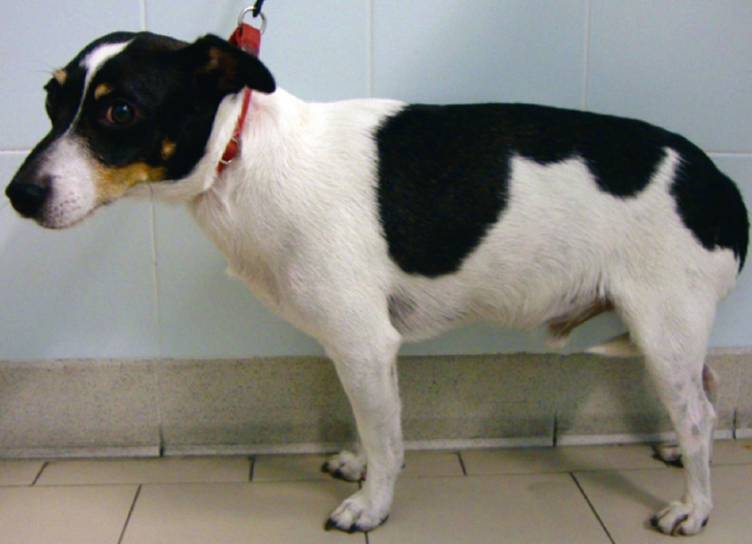 o q12h. Nei cani di piccola taglia (<10 kg) iniziare con la dose più bassa possibile.