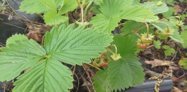 Perché non osserviamo la fragola che troviamo nel giardino