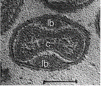 Virus complessi : Poxvirus e batteriofagi di grosse dimensioni (T4).