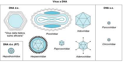 DEOSSIRIBOVIRUS DOPPIA CATENA SINGOLA CATENA COMPLESSO PEPLOS + PEPLOS - PEPLOS + PEPLOS - HERPESVIRIDAE HEPADNAVIRIDAE CIRCOLARE LINEARE PARVOVIRIDAE POXVIRIDAE PAPILLOMAVIRIDAE