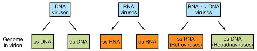 Genoma virale Dimensioni: 3,5 250 kbp Tipologia ed organizzazione (DNA oppure RNA): Unica molecola di DNA (Deossiribovirus), generalmente bicatenaria e lineare Doppia elica, circolare (Papovavirus)