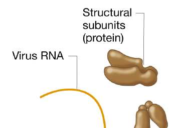 Capsìde a simmetria elicoidale Contenitore di forma simil-cilindrica, costituito da un numero