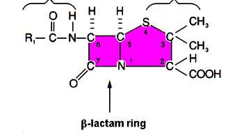 Inibitori della parete cellulare Penicilline Prodotte da Penicillium chrysogenum Nucleo fondamentale: acido 6-amino-penicillinanico Naturali: Benzil-penicillina (penicillina G) attiva verso cocchi