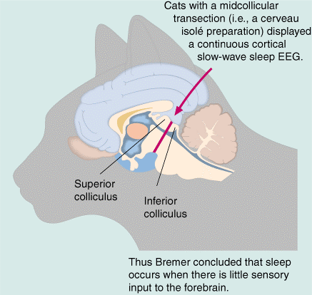 Encephale isolé: sezione più