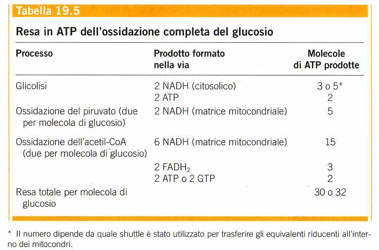 COMPONENTE ESOERGONICA Glucosio + 6 O 2 6 CO 2 + 6 H 2 O G 0 = -2840 KJ/mole COMPONENTE