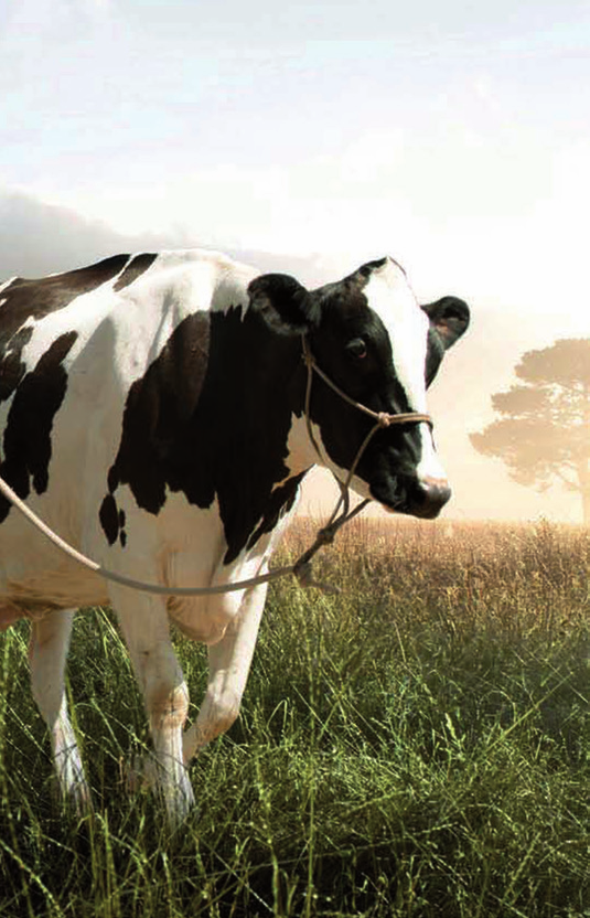 Al fine di fornire un contributo tecnico sulla gestione dell allevamento delle vacche da latte, con la presente scheda