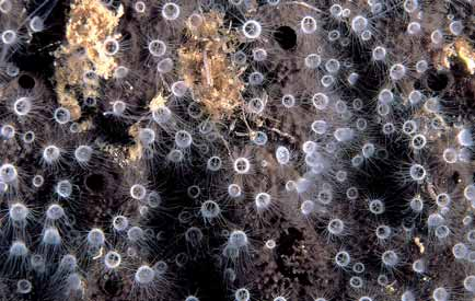 Nel coralligeno sono stati descritti anche esempi di mutualismo, come quello tra lo scifozoo Nausithoe punctata e alcune specie di spugne dei generi Cacospongia e Dysidea.