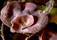 cristalline prevalentemente di natura calcitica nelle corallinacee e aragonitica nelle peissonneliacee e nelle udoteacee.
