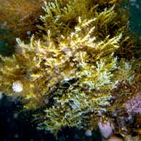 Nei fondali con acque limpide si può avere anche una stratificazione di alghe molli che si attaccano sulle alghe calcaree.