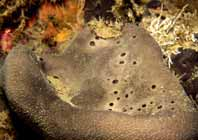 Il fenomeno dell epibiosi, nel coralligeno, è comune anche a livello del substrato, dove molti organismi, vegetali e animali, crescono uno sopra l altro.