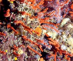 66 67 Il corallo rosso Giovanni Santangelo Biologia.