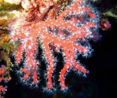 Quest importante e bella componente del coralligeno (esclusiva del Mediterraneo e del vicino Atlantico) fa parte della classe degli antozoi, dell ordine degli ottocoralli (o alcionari) e della