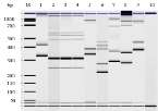 RFP rep-pcr Biolog system dolo 30 settembre 2013 -.