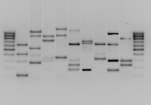 Identificazione PCR specie-specifica equenziamento