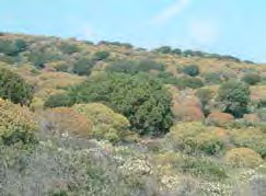 1. Modulo Verde - Flora e fauna terrestre L Asinara è un isola di ambienti e di abitanti, caratterizzata da una biodiversità unica: oltre 600 specie vegetali e oltre 80 specie di vertebrati (anfibi,