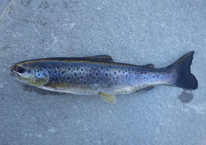 Trota fario (ceppo atlantico) (Salmo trutta) Salmonide che popola i torrenti montani e i corsi d acqua pedemontani ove l acqua è fredda, ben ossigenata e turbolenta con fondo a massi, ciottoli e