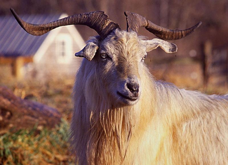 Chasmere La capra delchasmere vive in Mongolia e sulle montagne dell Himalaya.