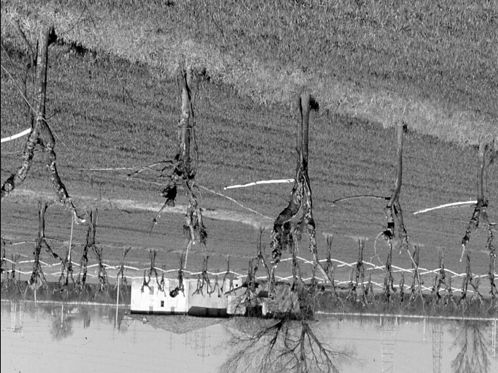 IL PAESAGGIO RURALE ASSETTI AGRICOLI Brano di paesaggio agrario della pianura bolognese sino alla seconda guerra mondiale le dinamiche dell attività