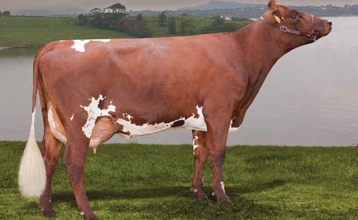 ROSSA NORVEGESE 1 dida Gopollen BRAUT X KREJSTAD Matricola: NR11078 aaa: 423651 Il n 1 in classifica Il miglior toro a mammella Molto facile al parto Latte +1673 Lbs TMI 27 Grasso +92 Lbs Grasso %