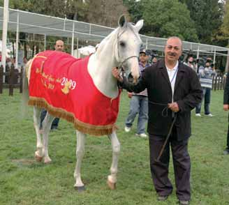 mento di Syrian breed Al Jadaan Stables. Nel successivo campionato puledri vince all unanimità ità dei giudici Saif Al Shamal, vincitore della classe di 3 anni. ni. serva a Misbah Al Khair.