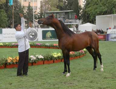 Sabah con 119 punti. Al secondo posto, con il punteggio di 113 si e piazzata la bella puledra Al Atfah di Asael Al Faris. Ha fatto seguito poi la seconda categoria di puledre di due anni.