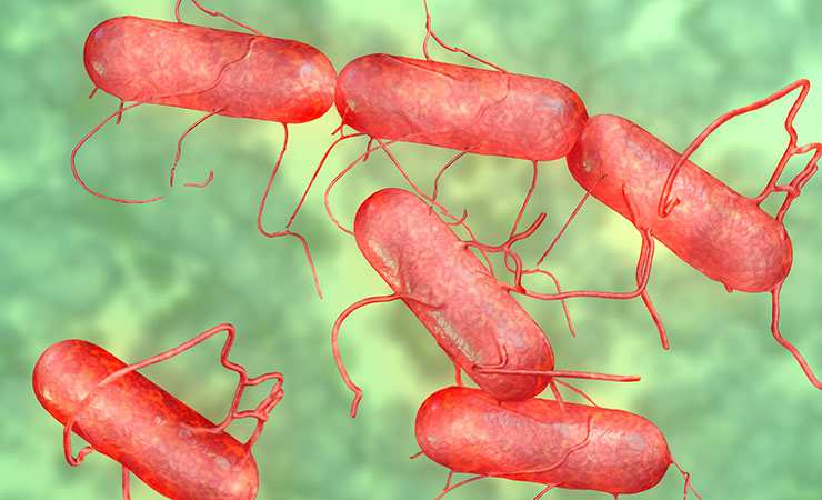 I principali pericoli alimentari in gravidanza Salmonellosi Forma di tossinfezione alimentare causata dal consumo di alimenti contaminati