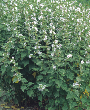 Althaea officinalis L. Althaea officinalis L. Malvaceae Altea Guimauve Marva rousa Fiori, foglie, radice Mucillaggini, tracce di oli essenziali, tannini.