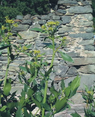 Levisticum officinale Koch. Umbelliferae Levisticum officinale Koch. Sedano di montagna Livèche Ôpio Pianta intera Oli essenziali, resine, tannini.