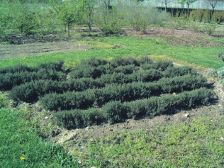 presentano bianchi per l abbondante tomentosità che li ricopre. I fiori sono riuniti in specie di spighe all apice dei rami e sono di colore rosa.