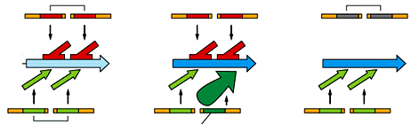 CONTROLLO DEL CICLO CELLULARE I FATTORI CHE REGOLANO IL CICLO CELLULARE GENI ONCOSOPPRESSORI E PROTOONCOGENI due copie del gene oncosoppressore PROLIFERAZIONE CELLULARE ECCESSIVA entrambi gli