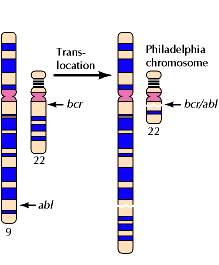 La traslocazione porta alla fusione del gene abl (Abelson) con il suo partner di traslocazione, un gene chiamato bcr (braekpoint cluster region), sul cromosoma 22.