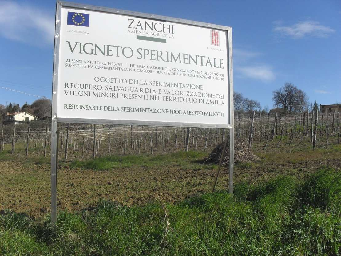 Caratterizzazione fenologica, agronomica e tecnologica dei seguenti vitigni autoctoni, non riferibili ad altre varietà note, e ritenuti interessanti per la coltivazione in Umbria: