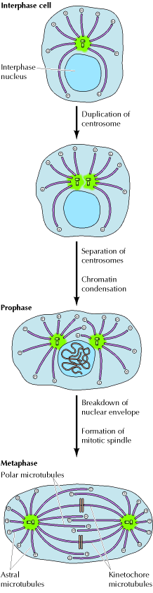 Centrioli "organizzano" i