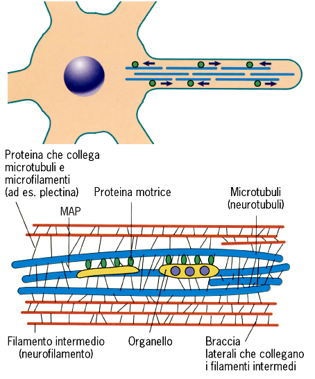 Trasporto Assonico Microtubuli orientati con estremità + verso il terminale assonico Autostrada per il trasporto delle sostanze
