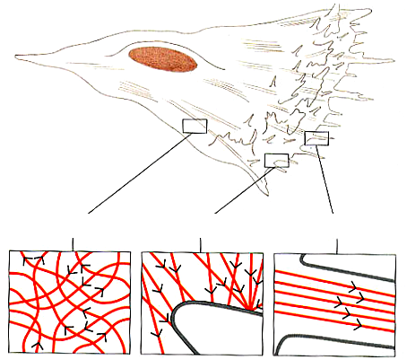 Microfilamenti e movimento cellulare Cellula spinge