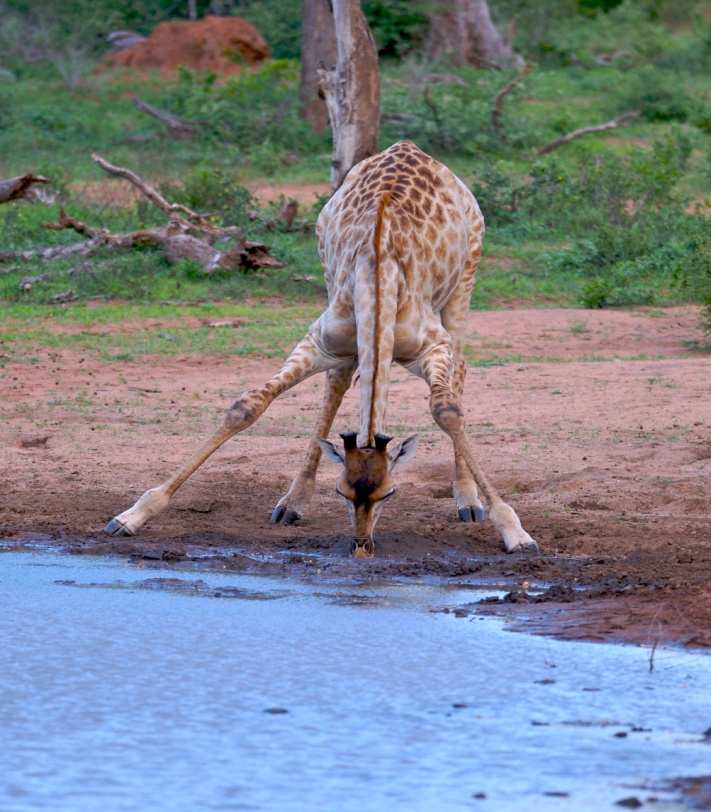 Kruger National Park Il Parco Nazionale Kruger, fondato più di un secolo fa dal sogno del presidente Kruger, è il più famoso ed antico parco nazionale del mondo.