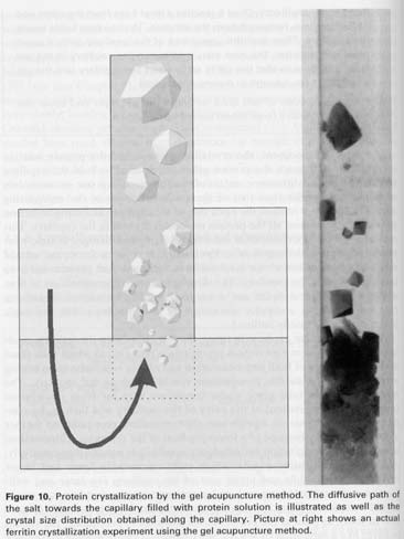 Microgravity Hipergravity In centrifuga, successi nel 1936 per il virus del tobacco. Separazione spaziale degli oligomeri e di proteine aventi pesi molecolari differenti.