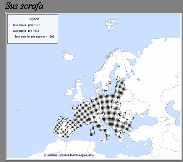Distribuzione europea: cinghiale 3 Mappe tratte da: Societas Europaea Mammalogica L areale originario del cinghiale è uno dei più vasti tra quelli che caratterizzano gli Ungulati selvatici e copre