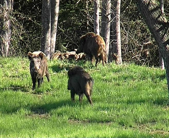 Comportamento sociale, ciclo biologico annuale, struttura di popolazione 45 L unità sociale di base è il gruppo familiare, rappresentato dalla scrofa accompagnata dai suoi piccoli e dai giovani della