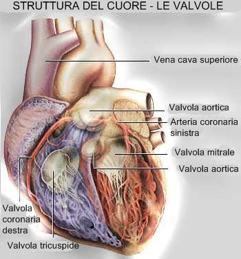 danneggiamento delle pareti delle arterie; in questo modo si verifica una progressiva riduzioneâ QUALI SONO dellâ afflusso I VALORI NORMALI di sangue DI agli PRESSIONE organi, con ARTERIOSA?